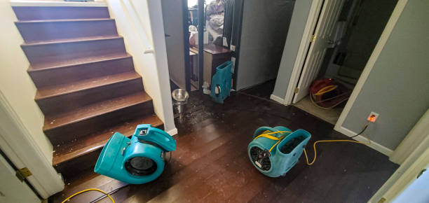 Best Mold removal after water damage  in Peach Springs, AZ