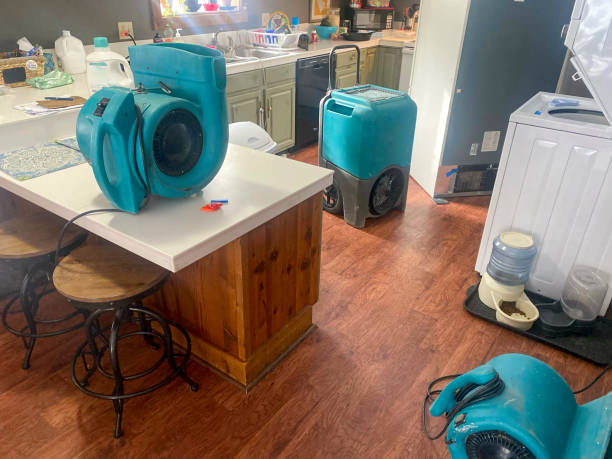 Best Mold removal after water damage  in Peach Springs, AZ