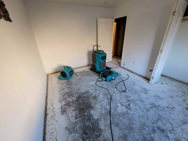 Best Basement water damage restoration  in Peach Springs, AZ