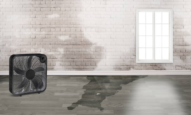 Best Flood damage cleanup  in Peach Springs, AZ