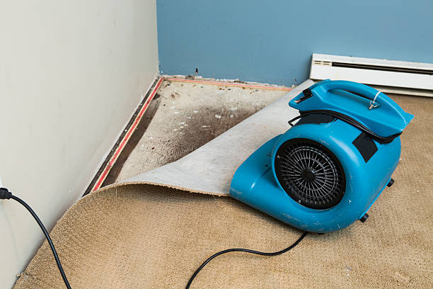 Best Local water damage restoration  in Peach Springs, AZ
